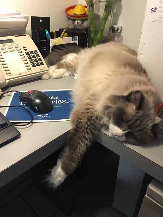 Иногда работа бывает так утомительна, что Матильда засыпает прямо на рабочем месте.