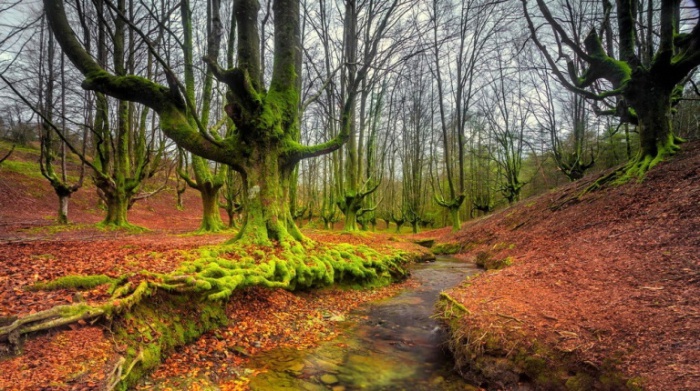 Таинственный лес: парк Горбеа в Испании.