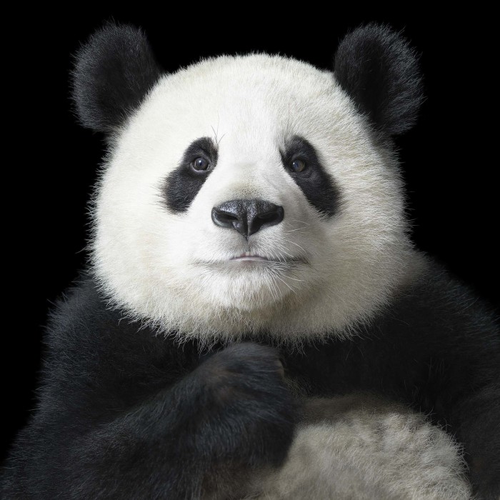 Большая панда по имени Я Юн, что в переводе на русский означает «элегантная». Автор: Tim Flach.