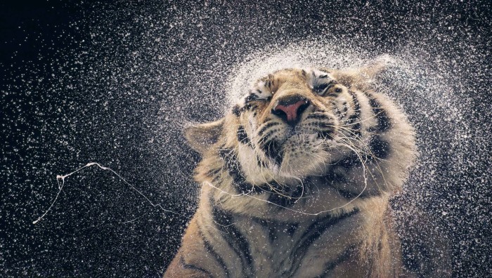 Бенгальская тигрица по имени Канья. Автор: Tim Flach.