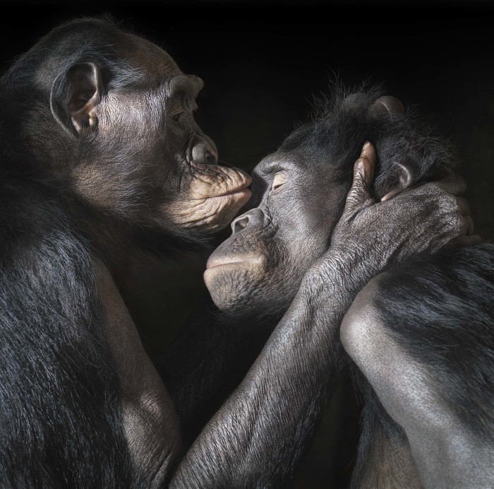 Пара бонобо. Этот вид шимпанзе обитает во впадине Конго и в Центральной Африке. Автор: Tim Flach.