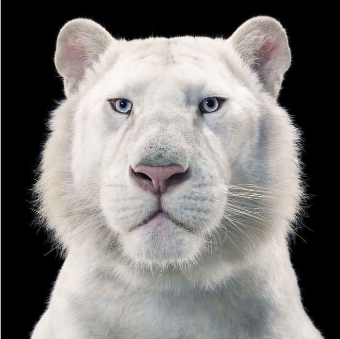 Белый тигр на чёрном фоне. Взгляд животного пронизывает зрителя насквозь. Автор: Tim Flach.