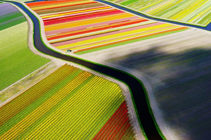 Поля тюльпанов в Голландии с высоты птичьего полета. Автор фото - Андерсом Андерсоном (Anders Andersson).