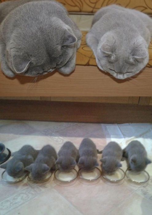 20 умилительных фотографий мамочек-кошек с очаровательными котятами
