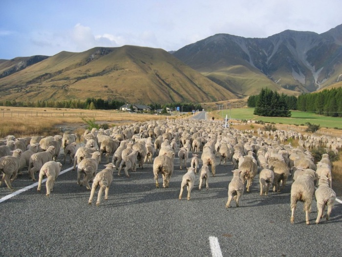 В стране, где население составляет примерно 4,4 миллиона человек, существует около 30 миллионов овец.