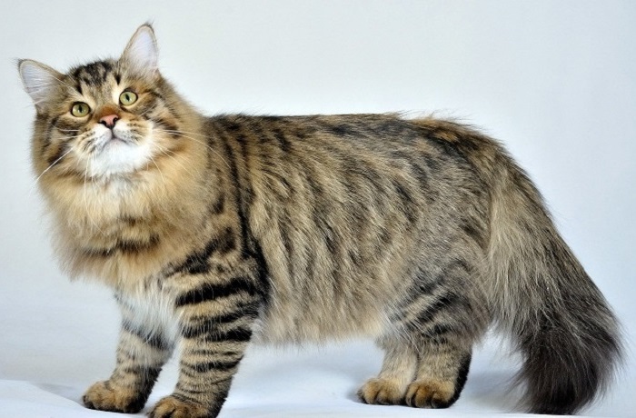 Полудлинношерстная кошка, получившая свое название благодаря месту своего происхождения - Сибири. | Фото: playserver.net