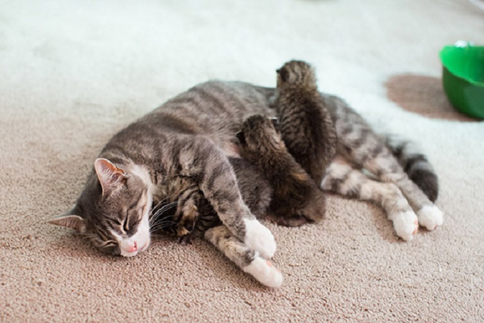 20 умилительных фотографий мамочек-кошек с очаровательными котятами