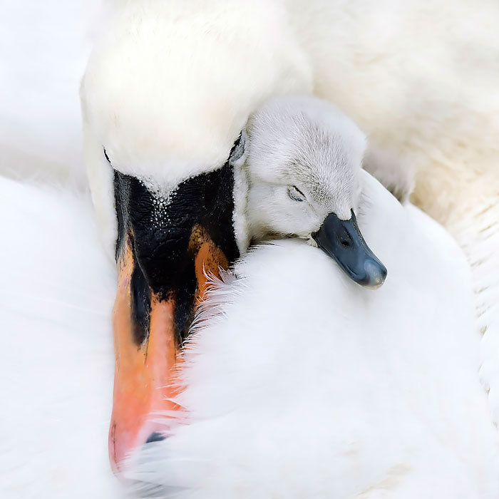 Лебедь шипун отличается наличием очень выделяющегося оранжево-красного клюва.