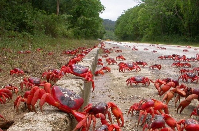 Изюминка острова - мигрирующие крабы. Изюминка острова - мигрирующие крабы.