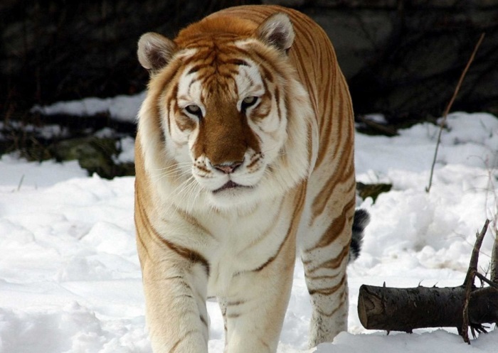 Самое необычное явление среди тигров.