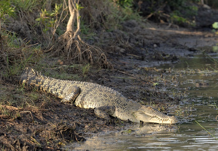 Остров ужасной трагедии постигшей японских солдат. Остров ужасной трагедии постигшей японских солдат.
