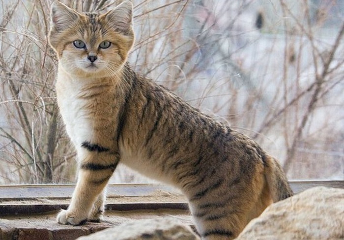 Барханная кошка одна из наиболее трудных для изучения в природе.