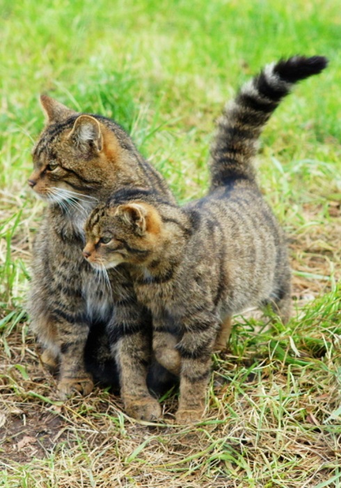 Шотландский Wildcat тесно связан с европейской дикой кошкой.