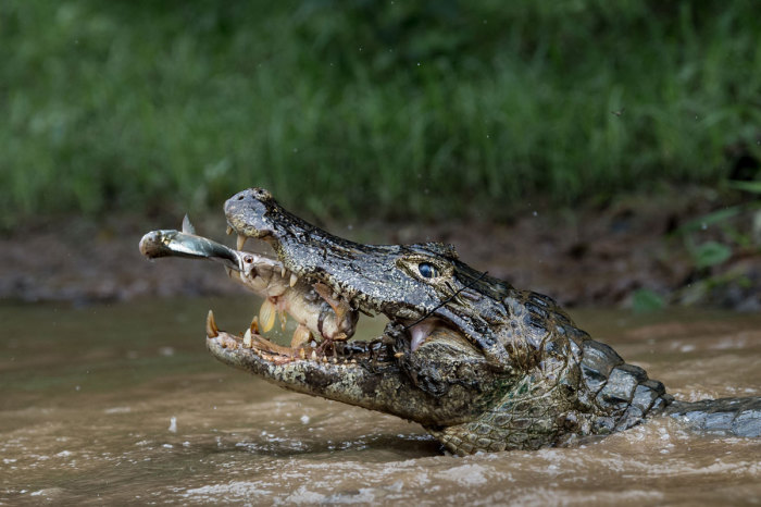Сытный обед бразильского крокодила. Автор фотографии: Массимилиано Бенчивенни (Massimiliano Bencivenni).