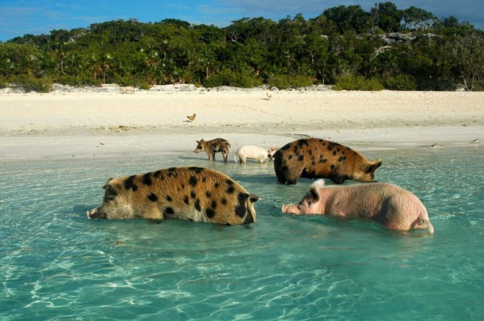 Дикие свиньи с удовольствием нежатся как в солёных водах океана, так и в пресных водоёмах.