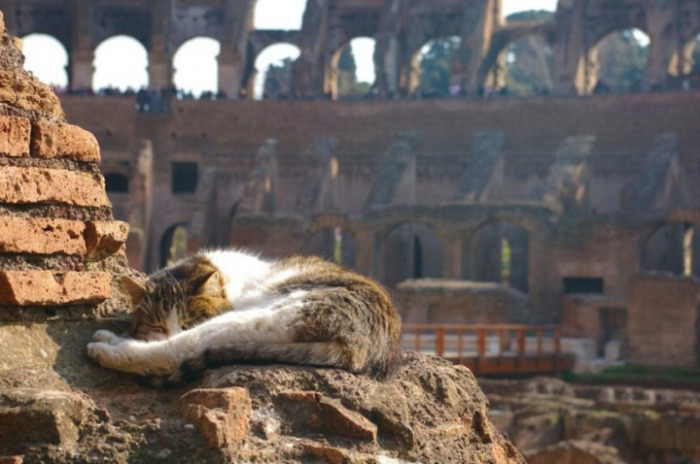 В Риме насчитывается более 120 тысяч диких кошек, которые избрали своим местом «царствования» древний Колизей.