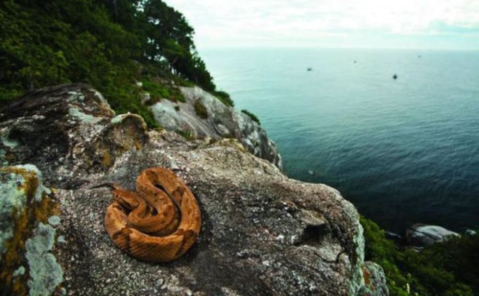 Остров известен как место обитания одной из опаснейших змей мира — островного ботропса.