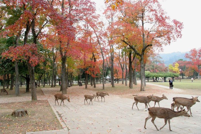 В парке Нара обосновались сотни диких оленей, являющихся и главным символом города.