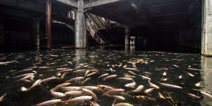 В водах бывшего торгового центра обитает несколько тысяч особей. В водах бывшего торгового центра обитает несколько тысяч особей.