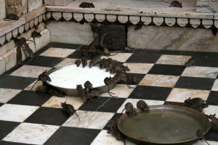 Священные крысы Каба живут в храме Карни Мата в деревеньке Дешнок недалеко от Биканера.