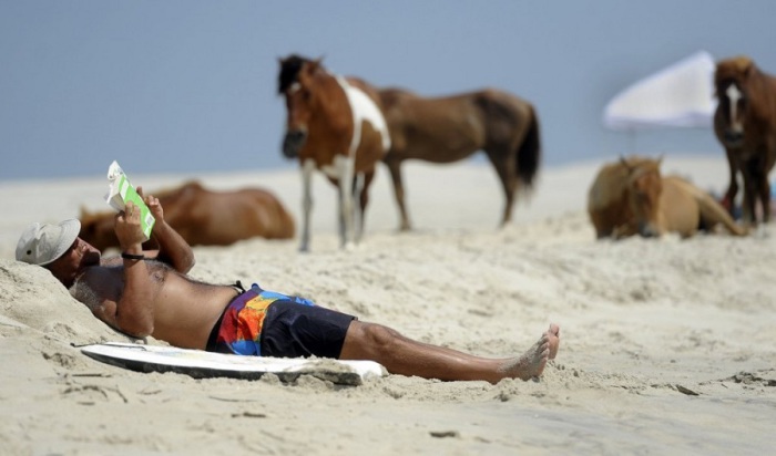 На пляже острова мирно гуляют дикие лошади.