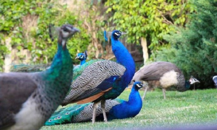 Количество этих красочных птиц, населяющих остров, превышает за тысячу. Количество этих красочных птиц, населяющих остров, превышает за тысячу.