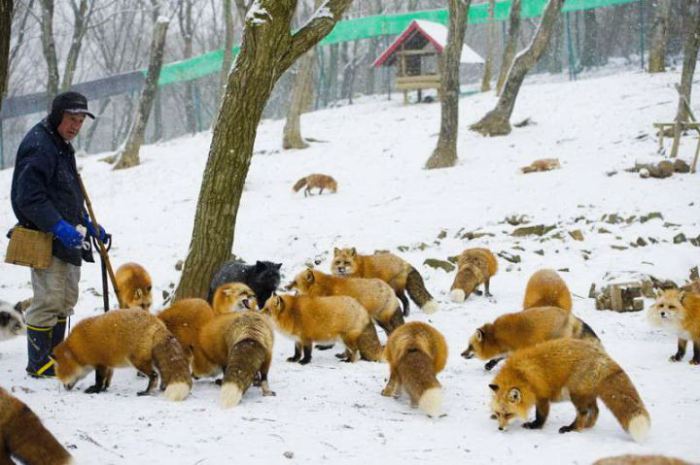 Настоящее лисье царство в парке Zao Fox Village. Настоящее лисье царство в парке Zao Fox Village.