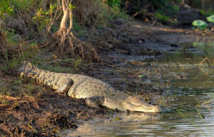 Гигантские кровожадные гребнистые крокодилы, населяющие остров, достигают в длину более 6 метров.