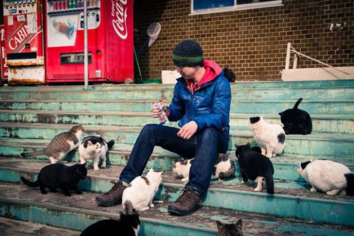 Два острова заселены «кошачьим раем», в то время как естественное население островов стареет и умирает. Два острова заселены «кошачьим раем», в то время как естественное население островов стареет и умирает.