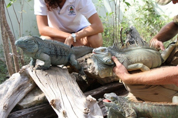 Зелёные игуаны беспрепятственно размножаются на острове, поскольку практически не имеют естественных врагов. Зелёные игуаны беспрепятственно размножаются на острове, поскольку практически не имеют естественных врагов.