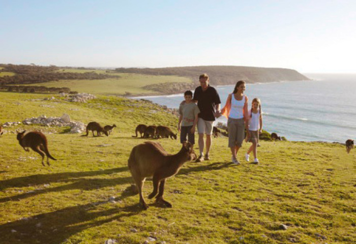 На острове обитает множество видов сумчатых млекопитающих из семейства кенгуровых. На острове обитает множество видов сумчатых млекопитающих из семейства кенгуровых.