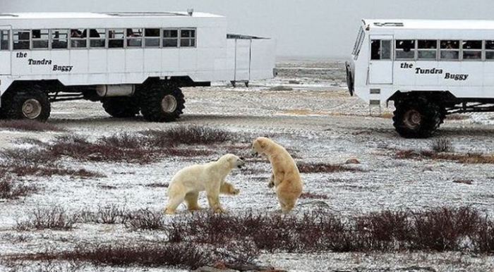 В Канадском арктическом порту Черчилл обитает большая популяция белых полярных медведей.