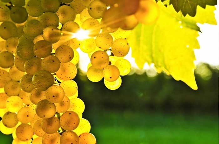 Сияние солнца сквозь гроздь винограда.