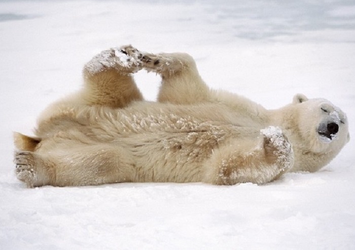 Большой белый медведь играет в снегу на севере Канады.