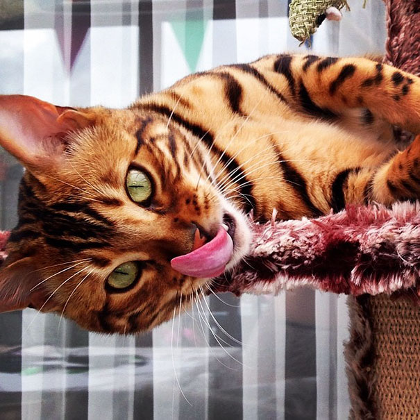 Мордочкой бенгальского кота больше напоминает леопарда.