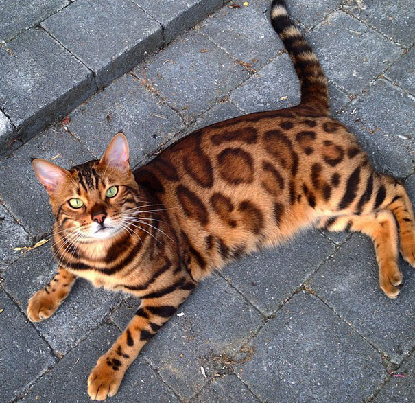 Бенгальская порода выведена путем помеси азиатской леопардовой кошки с обычным домашним черным котом.