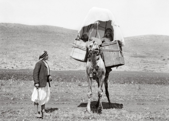 Верблюды перевозили людей и грузы на значительные расстояния.