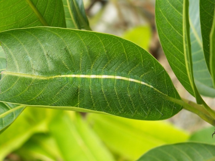 Гусеница бабочки-барона живёт в Индии и на юго-востоке Азии, питается листьями манговых деревьев.