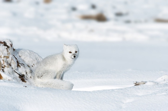 Зимой белый песец приобретает снежно-белый окрас, служащий камуфляжем на обширных снежных равнинах и льдах в арктическом регионе.