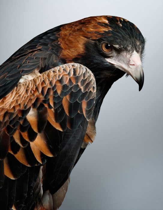 Опасный хищник в элегантном черном оперенье с ярко-рыжими вкраплениями на спине и крыльях.