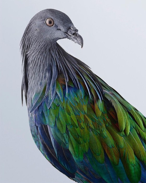 «Наряд» голубя состоит из серо-металлических перьев с голубым или зеленым отливом, которые образуют на шее своеобразную гриву – накидку.