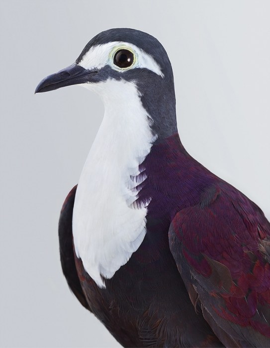 Изящная птица с очень ярким опереньем сине-фиолетового цвета и белоснежным пятном на груди.