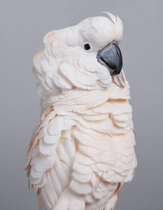 Белоснежный попугай с контрастным черным клювом и бледно-оранжевым оттенком перьев на голове, шее и груди.