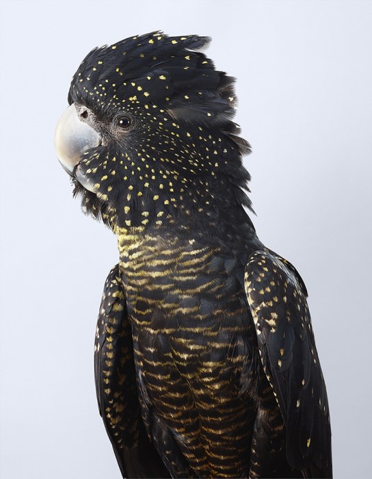 Самка попугая, в отличие от практически полностью черного  самца, имеет множество желтых пятнышек по всему телу и красно-оранжевую полосу на хвосте.