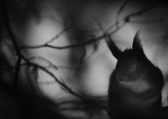 Номинация «Черное и белое», автор фотографии - Матс Андерссон (Mats Andersson), Швеция.
