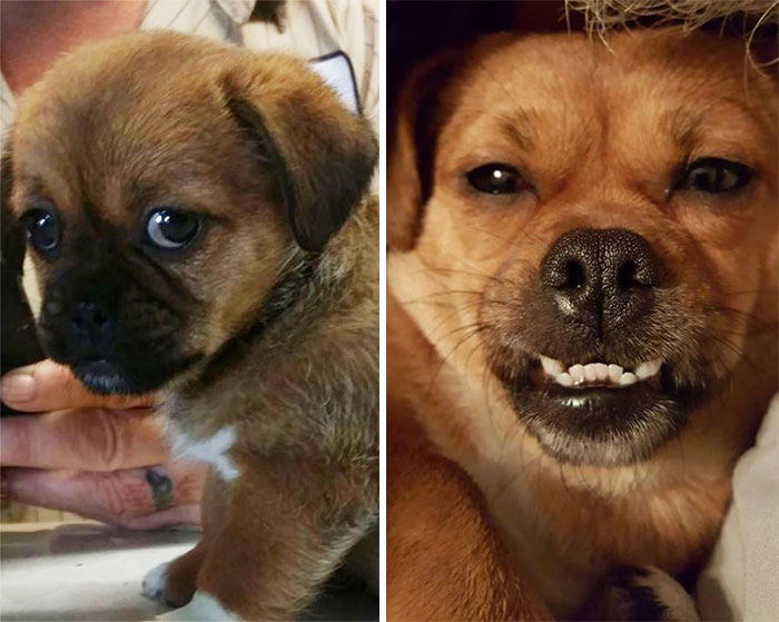 От щенка до взрослой собаки: 20 милых фотографий домашних любимцев, которые выросли очень быстро