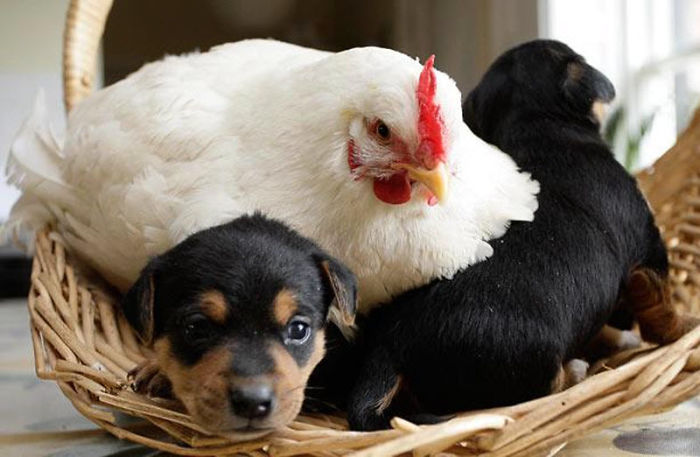 15 очаровательных фотографий, которые доказывают, что курица – лучшая мама в мире животных