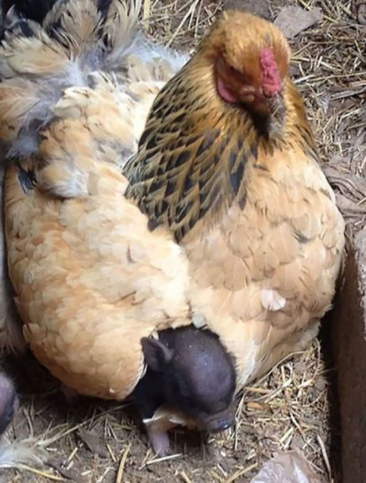 Курица стала мамой для крошечного поросенка.