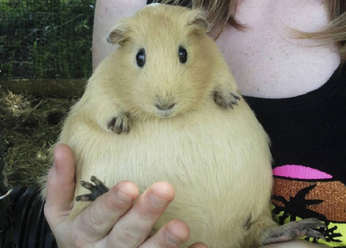 Морская свинка. Морская свинка.