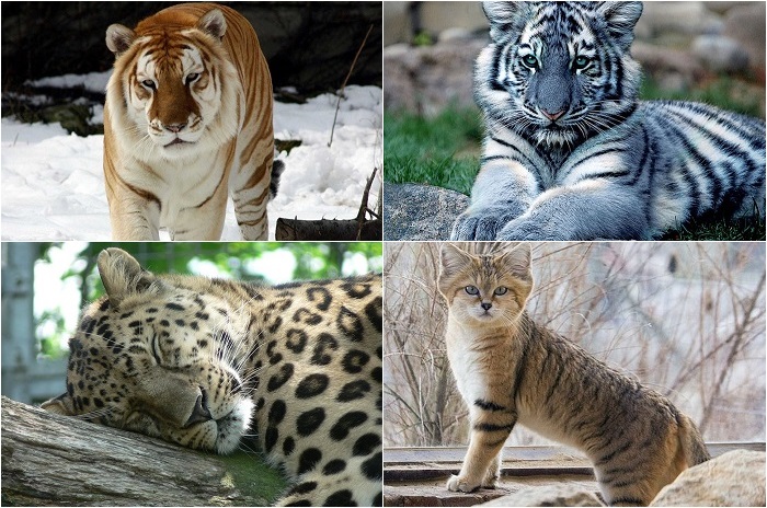 Великолепные кошки, исчезающие в дикой природе.